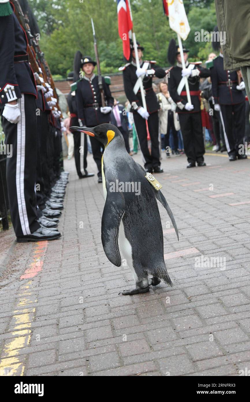 Schottischer Königspinguin wird norwegischer General (160822) -- EDINBURGH, Aug. 22, 2016 -- Named Sir Nils Olav and as the mascot of the Norwegian royal Guard, the king penguin walks in front of uniformed soldiers of the Guard in Edinburgh, Britain, Aug. 22, 2016. A very famous king penguin at the Edinburgh Zoo Monday inspected the King of Norway s Guard at the Zoo in a grand official ceremony amid rain. )(yk) BRITAIN-EDINBURGH-NORWEGIAN ROYAL GUARD-KING PENGUIN GuoxChunju PUBLICATIONxNOTxINxCHN   Scottish King Penguin will Norwegian General 160822 Edinburgh Aug 22 2016 Named Sir Nile Olav an Stock Photo