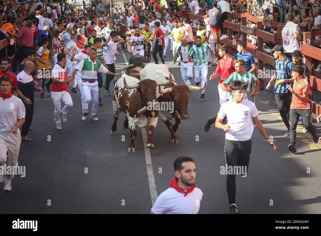 Madrid, Spain. 1st Sep, 2023. A group of bulls run through one of the streets of the Madrid town of San Sebastian de los Reyes during the fifth running of the bulls of the town's popular festivities. This Friday, the fifth day of the bulls of the bulls of the popular festivals of San SebastiÃn de los Reyes 2023 took place. 1,400 people participated and the bulls from the 'Zalduendo' ranch were present, chasing the runners throughout 820 meters. (Credit Image: © David Canales/SOPA Images via ZUMA Press Wire) EDITORIAL USAGE ONLY! Not for Commercial USAGE! Credit: ZUMA Press, Inc./Alamy Live New Stock Photo