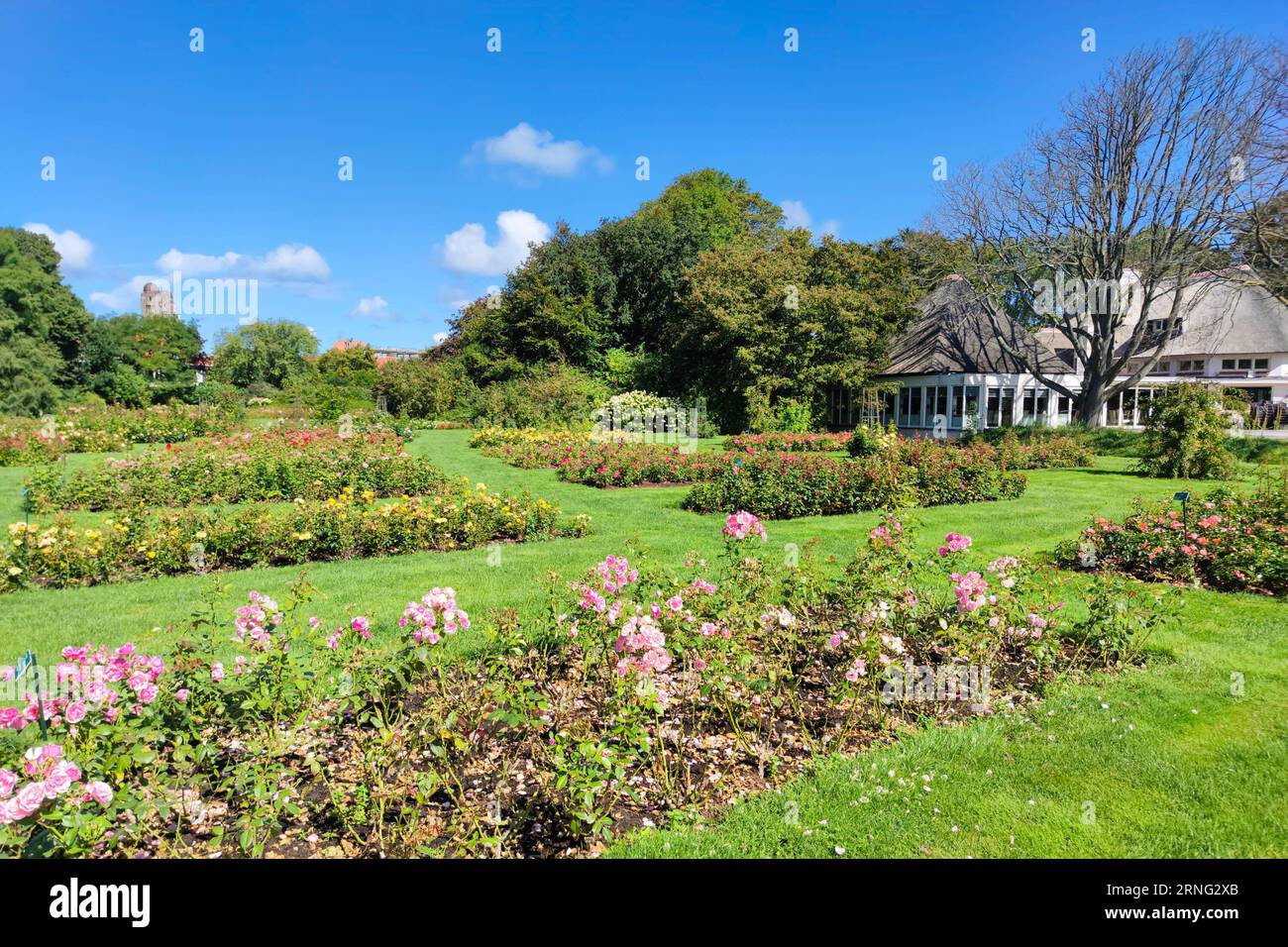 Rose garden in a city park in The Hague Stock Photo