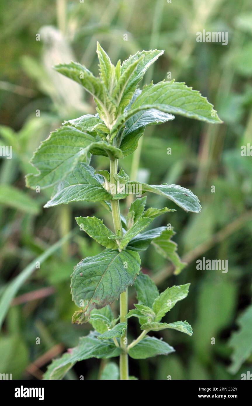 In the wild grows mint long-leaved (Mentha longifolia) Stock Photo