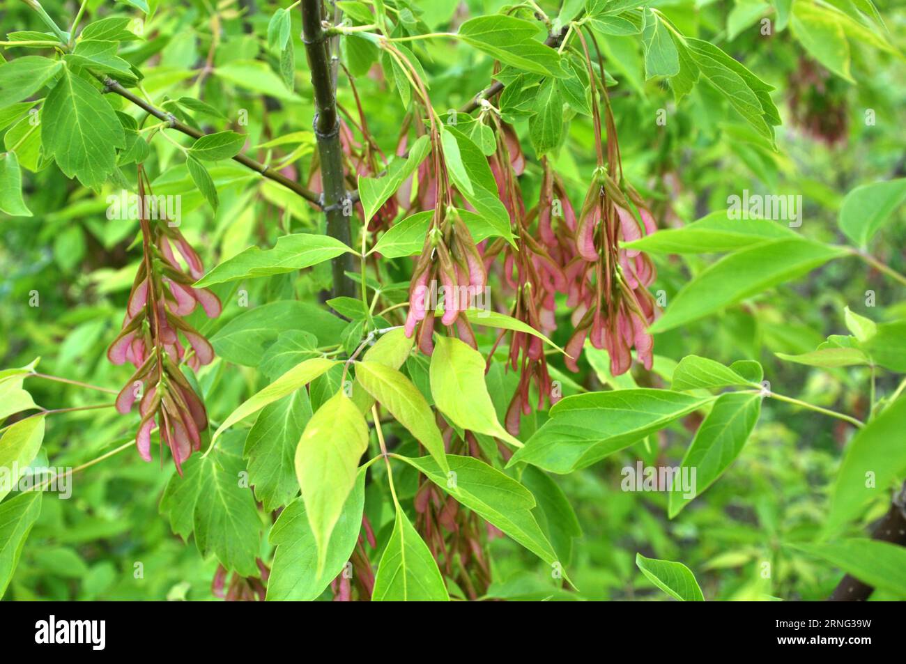 Maple (Acer negundo) grows in the wild Stock Photo