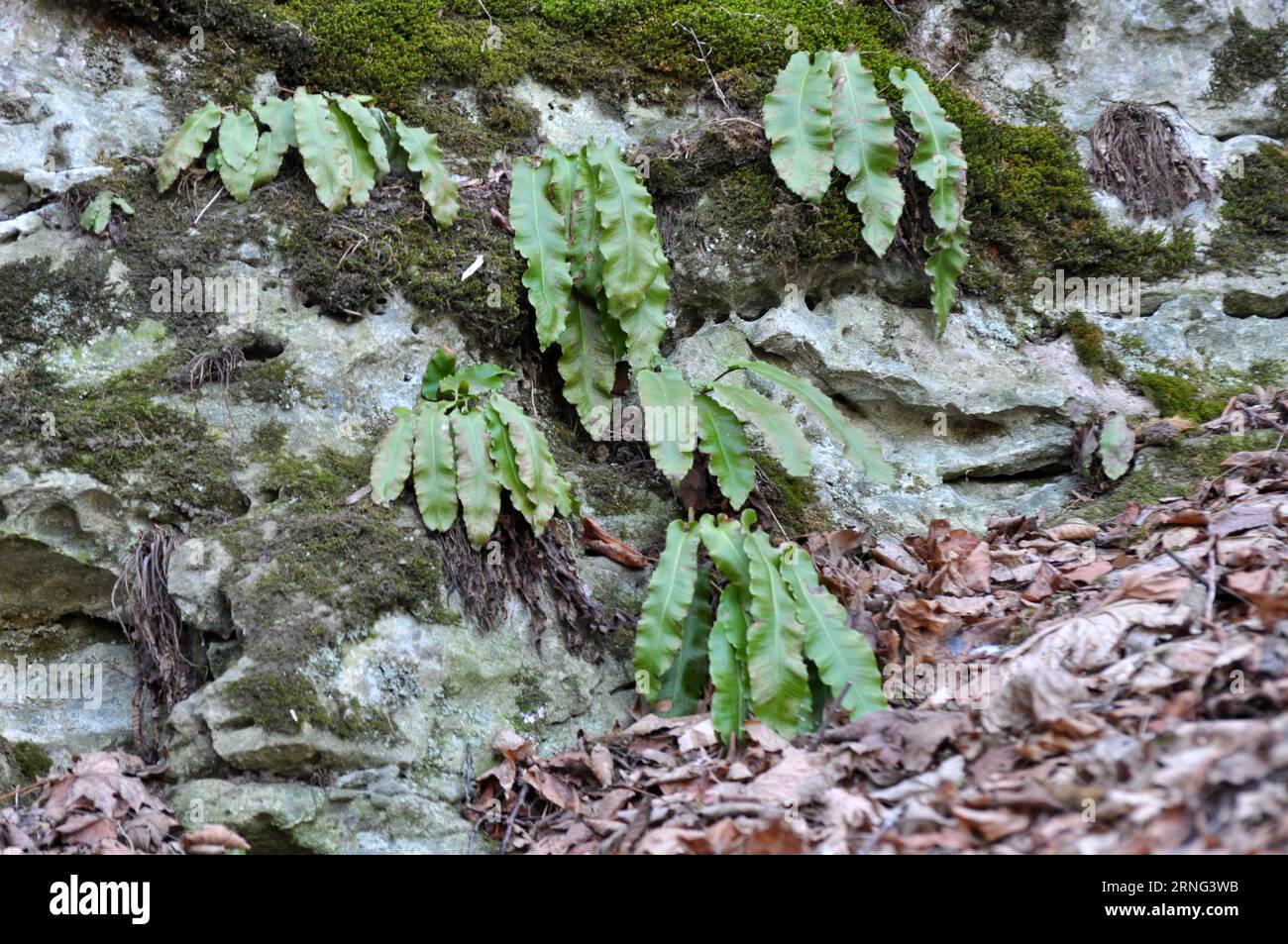 In the wild, ferns of Asplenium scolopendrium grow in the forest Stock Photo