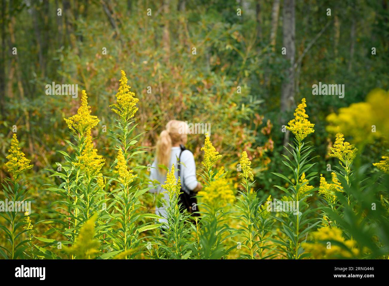 Goldenrod flowers beside trail, Maplewood Flats, North Vancouver, British Columbia, Canada Stock Photo