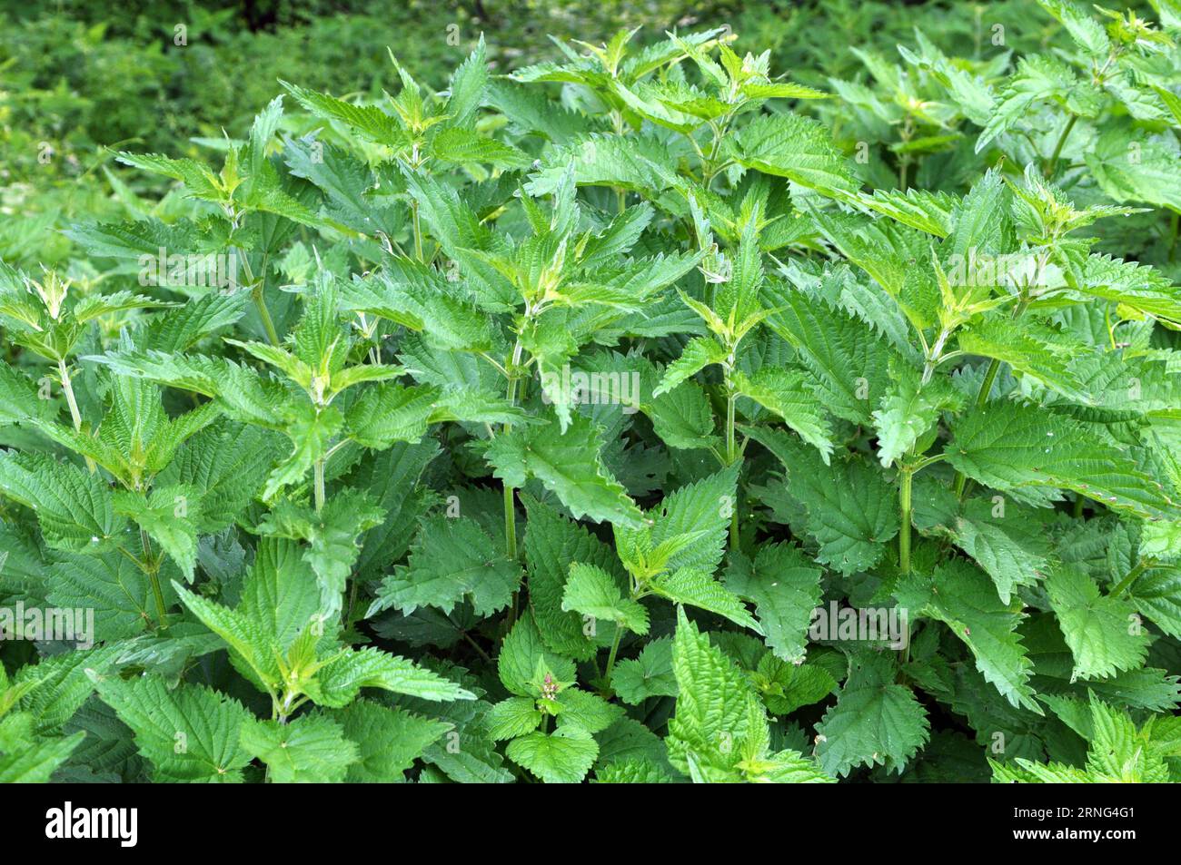 The nettle dioecious (Urtica dioica) with green leaves grows in natural ...
