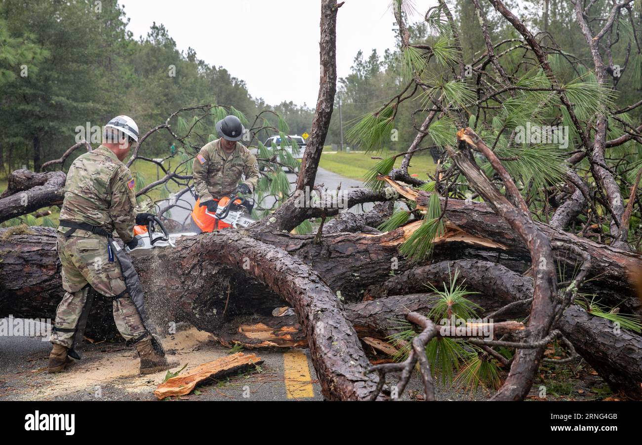 Live Oak, United States. 31st Aug, 2023. U.S Army soldiers with the Florida National Guard, 868 Engineer Company, use chainsaws to breakdown fallen trees in the aftermath of Hurricane Idalia August 31, 2023 in Suwanee County, Florida. Credit: Sgt. Spencer Rhodes/U.S Army/Alamy Live News Stock Photo