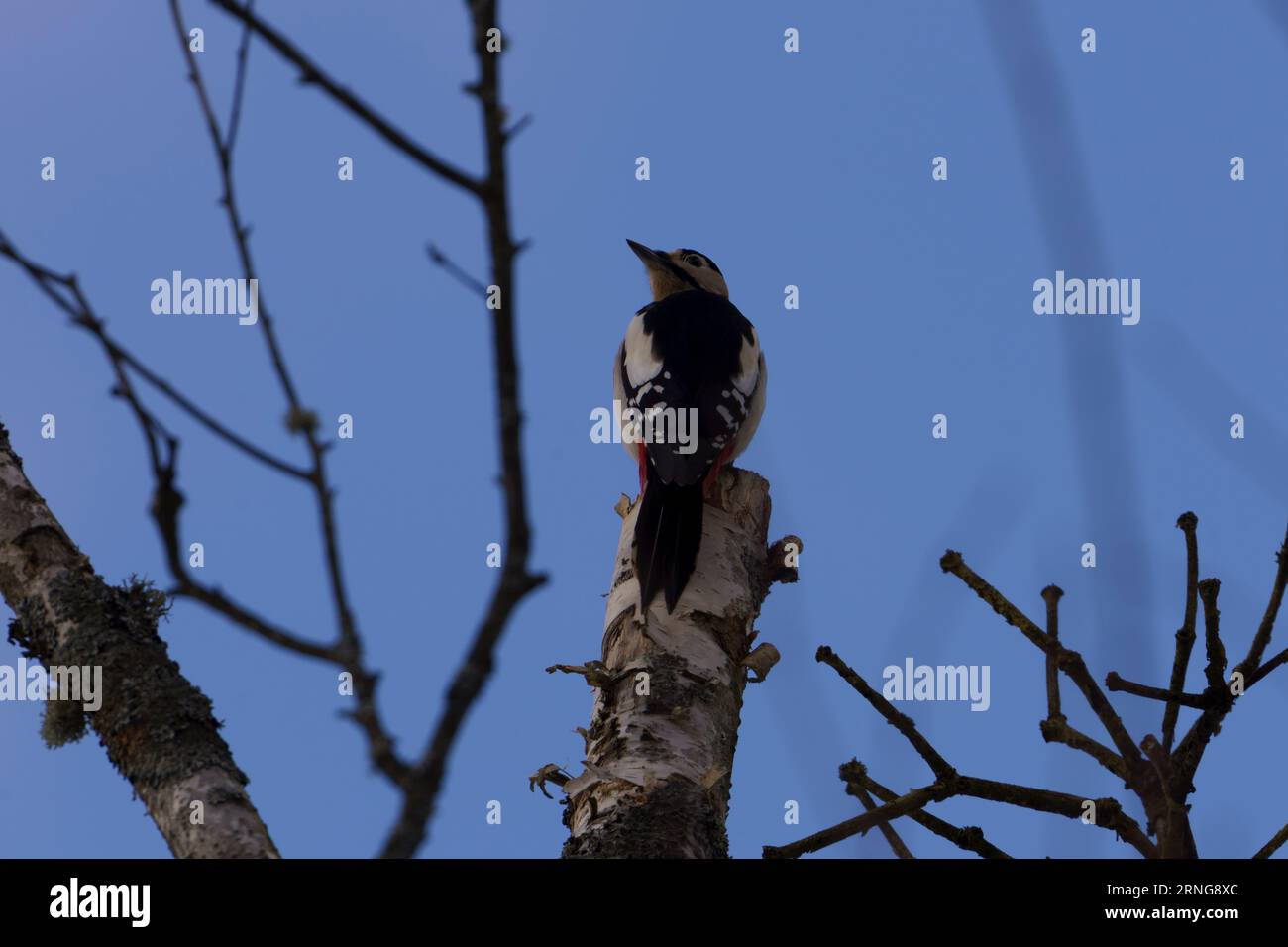 Dendrocopos major Family Picidae Genus Dendrocopos Great spotted woodpecker wild nature bird on a birch photography, picture, wallpaper Stock Photo