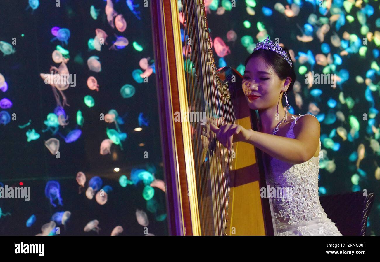 (160914) -- GUANGZHOU, Sept. 14, 2016 -- An artist plays harp beside a jellyfish tank at the Chimelong Ocean Kingdom in Zhuhai, south China s Guangdong Province, Sept. 14, 2016. A jellyfish tank was introduced to tourists recently at the Chimelong Ocean Kingdom in Zhuhai. With lights and music, about 3,000 jellyfish in the tank attracted many visitors. ) (zhs) CHINA-GUANGDONG-ZHUHAI-AQUARIUM-JELLYFISH (CN) JiaxYuchen PUBLICATIONxNOTxINxCHN   160914 Guangzhou Sept 14 2016 to Artist PLAYS Harp Beside a Jellyfish Tank AT The Chimelong Ocean Kingdom in Zhuhai South China S Guangdong Province Sept Stock Photo