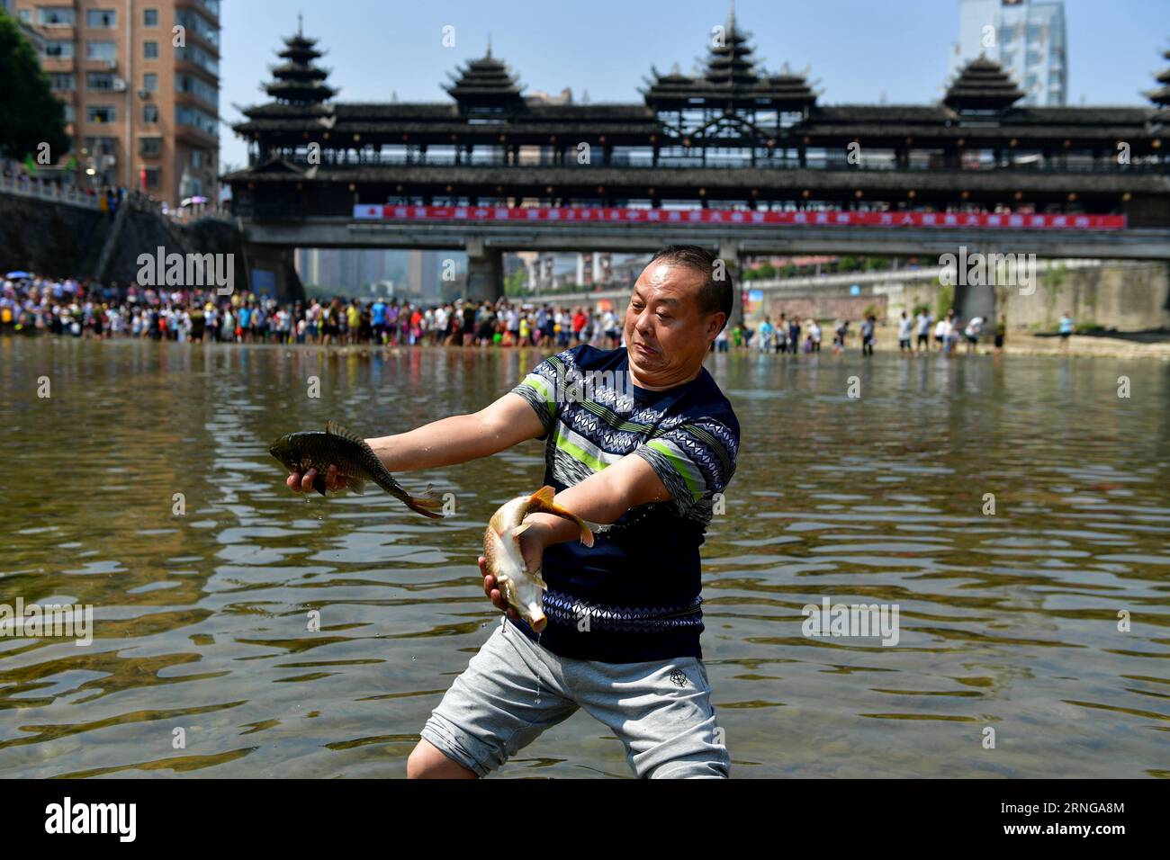 ENSHI, Sept. 16, 2016 -- A man presents two fish he catched by hands in a river in an event held to celebrate a good harvest in Xuanen County, central China s Hubei Province, Sept. 16, 2016. ) (cxy) CHINA-HUBEI-FISH CATCHING (CN) SongxWen PUBLICATIONxNOTxINxCHN   Enshi Sept 16 2016 a Man Presents Two Fish he catched by Hands in a River in to Event Hero to Celebrate a Good Harvest in Xuanen County Central China S Hubei Province Sept 16 2016 Cxy China Hubei Fish Catching CN SongxWen PUBLICATIONxNOTxINxCHN Stock Photo