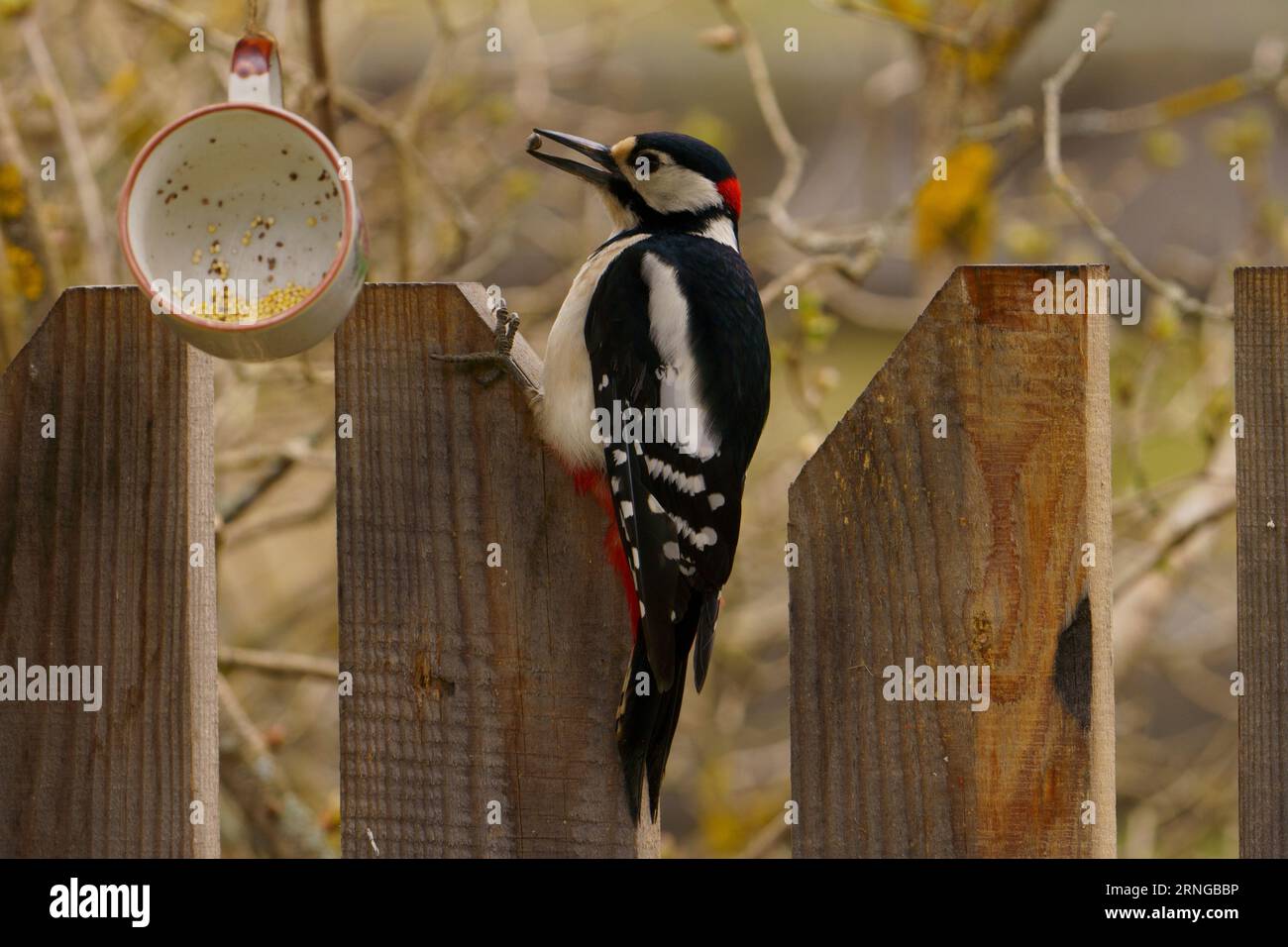 Dendrocopos major Family Picidae Genus Dendrocopos Great spotted woodpecker wild nature bird on fence photography, picture, wallpaper Stock Photo