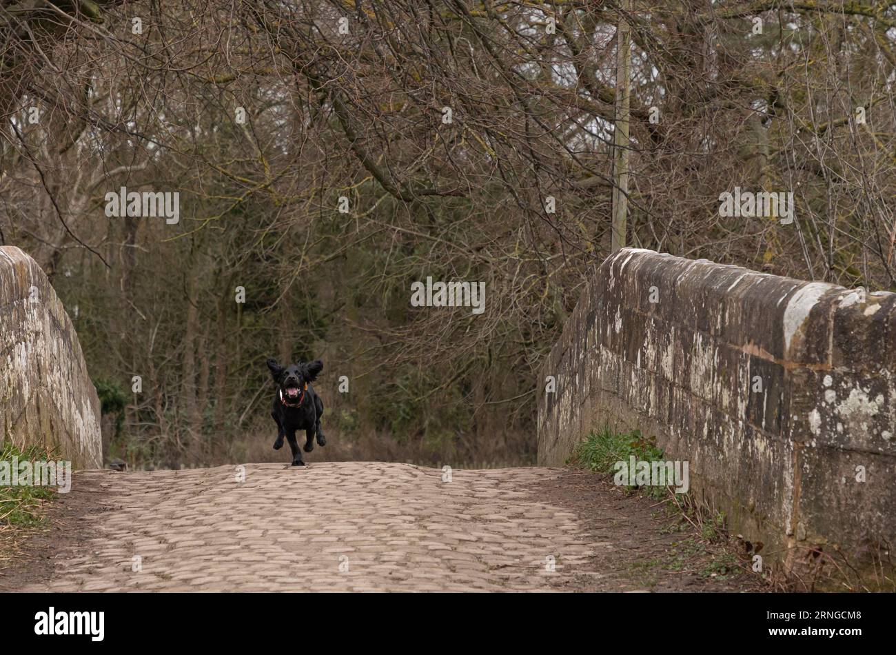 Black dog running over an ancient packhorse bridge in the Spring time Stock Photo