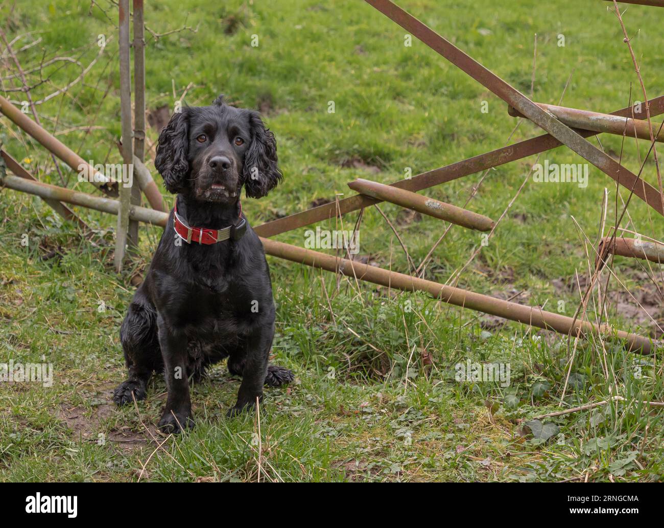 Black working Cocker Spaniel sat next to a gate on the green grass