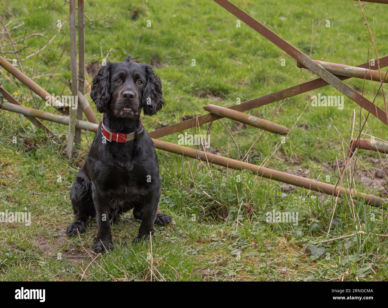 Black working Cocker Spaniel sat next to a gate on the green grass Stock Photo