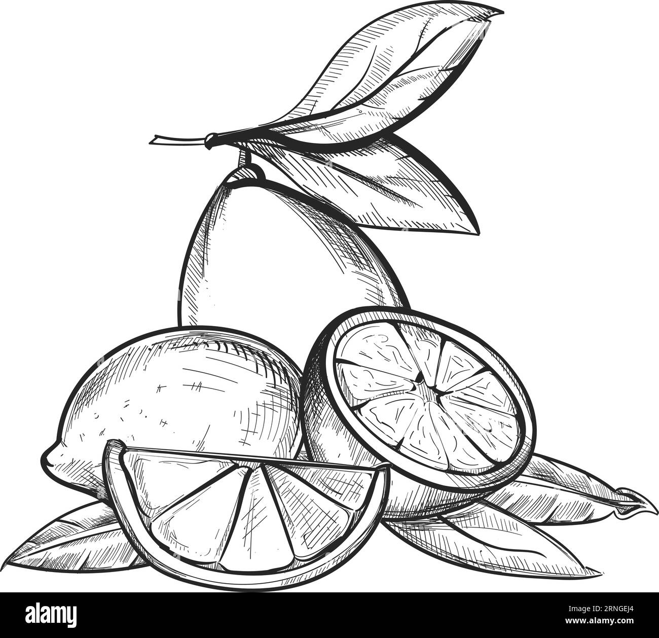 Lemon pile sketch. Juicy fresh citrus fruit engraving Stock Vector
