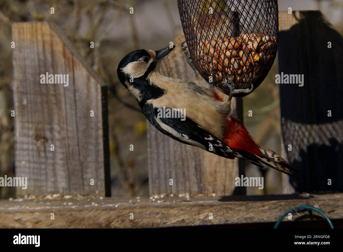 Dendrocopos major Family Picidae Genus Dendrocopos Great spotted woodpecker wild nature bird eats peanuts photography, picture, wallpaper Stock Photo