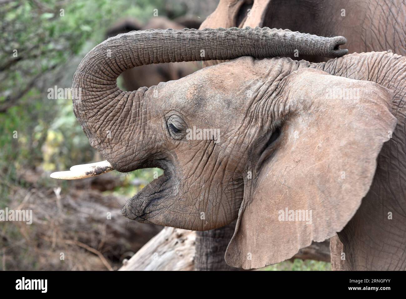(160927) -- SAMBURU, Sept. 27, 2016 -- This file photo taken on Feb. 29, 2016 shows an elephant at Samburu National Reserve, Kenya. Africa s overall elephant population has seen the worst declines in 25 years, mainly due to poaching over the past 10 years, according to the African Elephant Status Report launched by the International Union for Conservation of Nature and Natural Resources (IUCN) at the ongoing 17th meeting of the Conference of the Parties to the Convention on International Trade in Endangered Spices of Wild Fauna and Flora (CITES) in Johannesburg on Sunday. The real decline in t Stock Photo