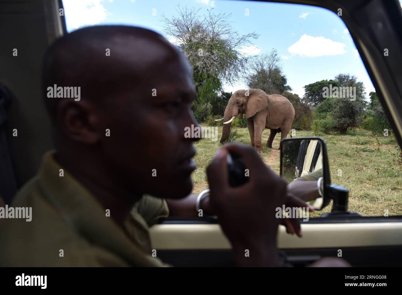 (160927) -- SAMBURU, Sept. 27, 2016 -- This file photo taken on March 1, 2016 shows David from Save the Elephants reporting his observation of elephants at Samburu National Reserve, Kenya. Africa s overall elephant population has seen the worst declines in 25 years, mainly due to poaching over the past 10 years, according to the African Elephant Status Report launched by the International Union for Conservation of Nature and Natural Resources (IUCN) at the ongoing 17th meeting of the Conference of the Parties to the Convention on International Trade in Endangered Spices of Wild Fauna and Flora Stock Photo