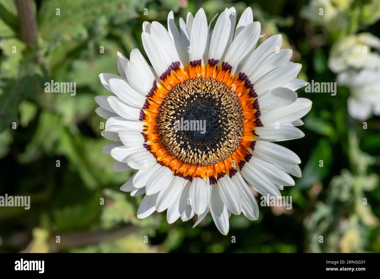 Arctotis fastuosa hi-res stock photography and images - Alamy