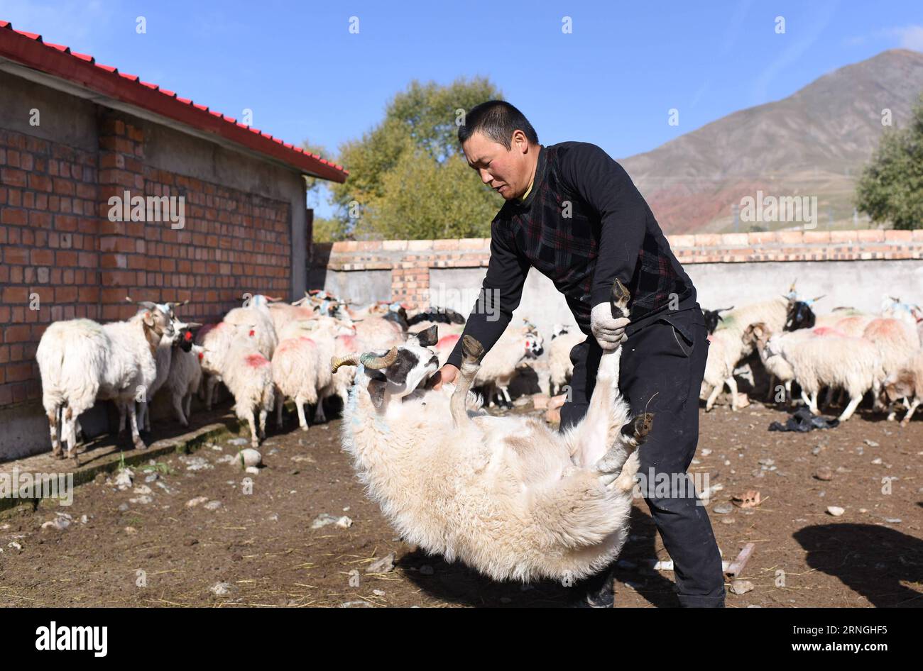 (160930) -- QILIAN, Sept. 30, 2016 -- Zhao Fugui, son of Zhao Xuewen, prepares to feed medicine to a sheep for parasite control at a livestock-breeding cooperative in Gezidong Village of Zhamashi Township, Qilian County, northwest China s Qinghai Province, Sept. 28, 2016. Our life will get better and better , the 50-year-old Zhao Xuewen said while looking at his sheep on the hillside in Gezidong. His situation was not so good only a few years ago. In 2012, Zhao suffered a fracture to his leg as he repaired his house. Unfortunately, his wife had three operations in the same year. The successive Stock Photo