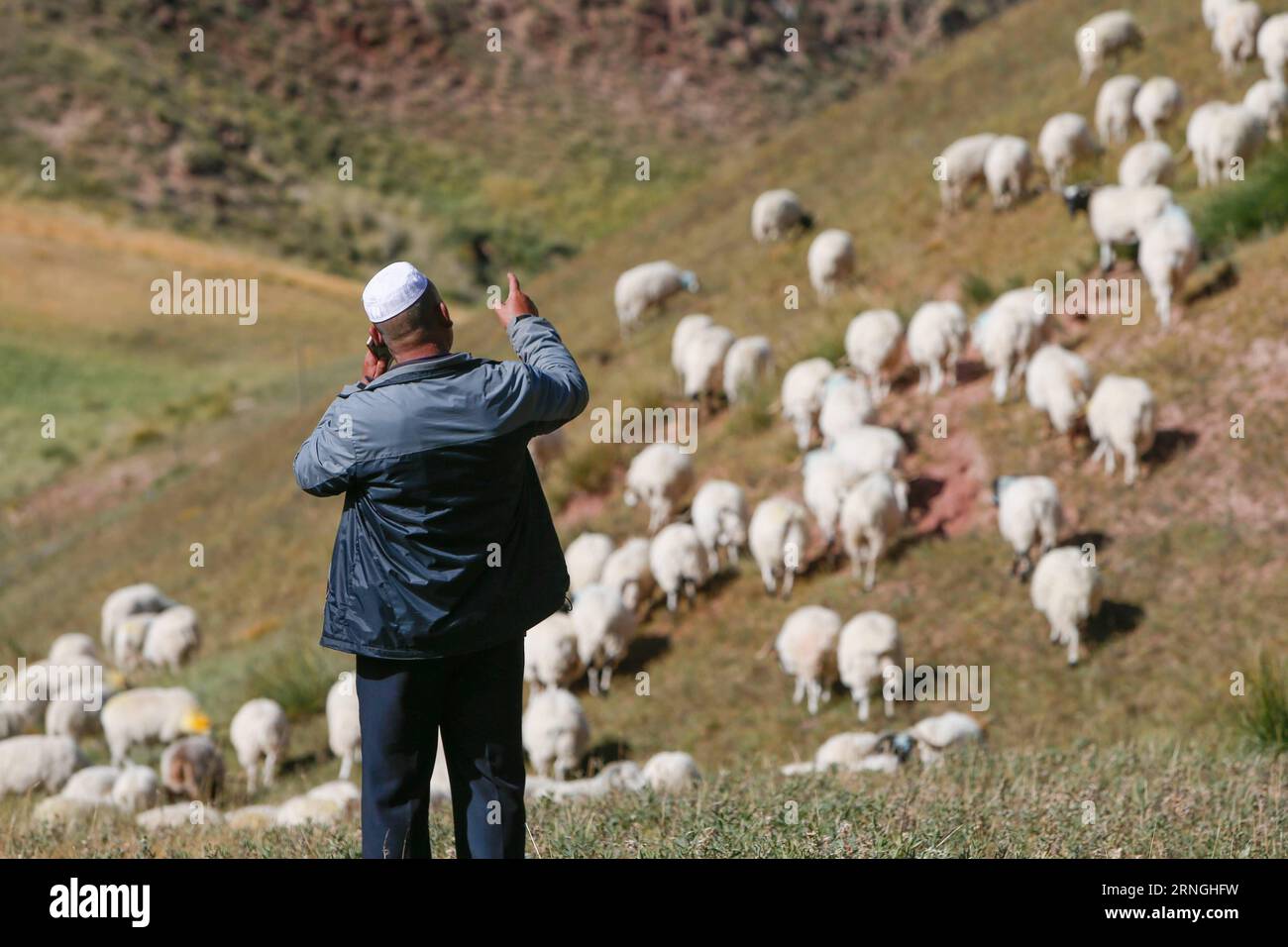 (160930) -- QILIAN, Sept. 30, 2016 -- Zhao Xuewen tends sheep on the grassland in Gezidong Village of Zhamashi Township, Qilian County, northwest China s Qinghai Province, Sept. 27, 2016. Our life will get better and better , the 50-year-old Zhao Xuewen said while looking at his sheep on the hillside in Gezidong. His situation was not so good only a few years ago. In 2012, Zhao suffered a fracture to his leg as he repaired his house. Unfortunately, his wife had three operations in the same year. The successive misfortunes subjected the man of the Hui ethnic group a heavy blow. To help him to c Stock Photo