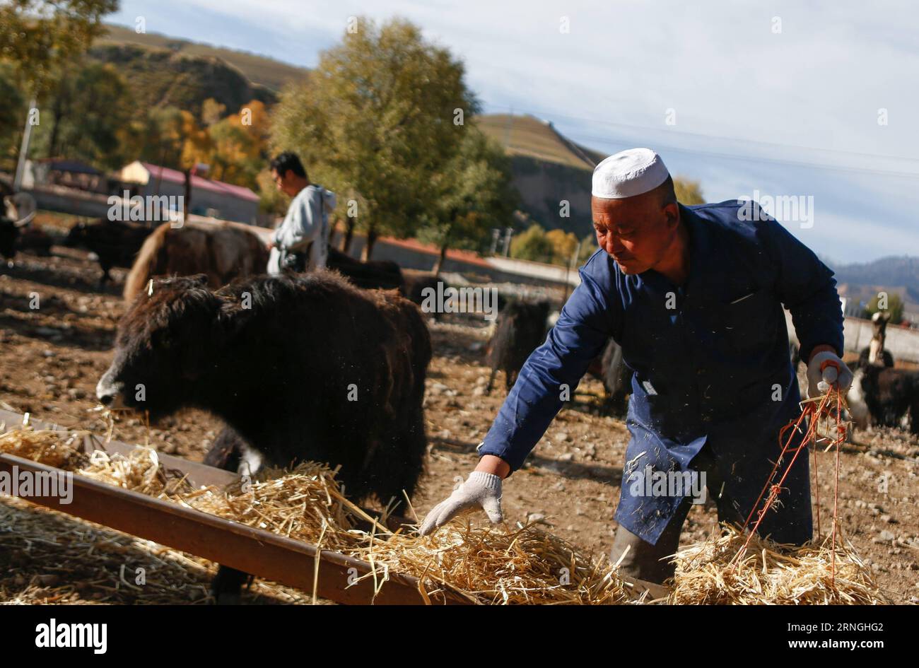 (160930) -- QILIAN, Sept. 30, 2016 -- Zhao Xuewen feeds the cattle at a livestock-breeding cooperative in Gezidong Village of Zhamashi Township, Qilian County, northwest China s Qinghai Province, Sept. 28, 2016. Our life will get better and better , the 50-year-old Zhao Xuewen said while looking at his sheep on the hillside in Gezidong. His situation was not so good only a few years ago. In 2012, Zhao suffered a fracture to his leg as he repaired his house. Unfortunately, his wife had three operations in the same year. The successive misfortunes subjected the man of the Hui ethnic group a heav Stock Photo