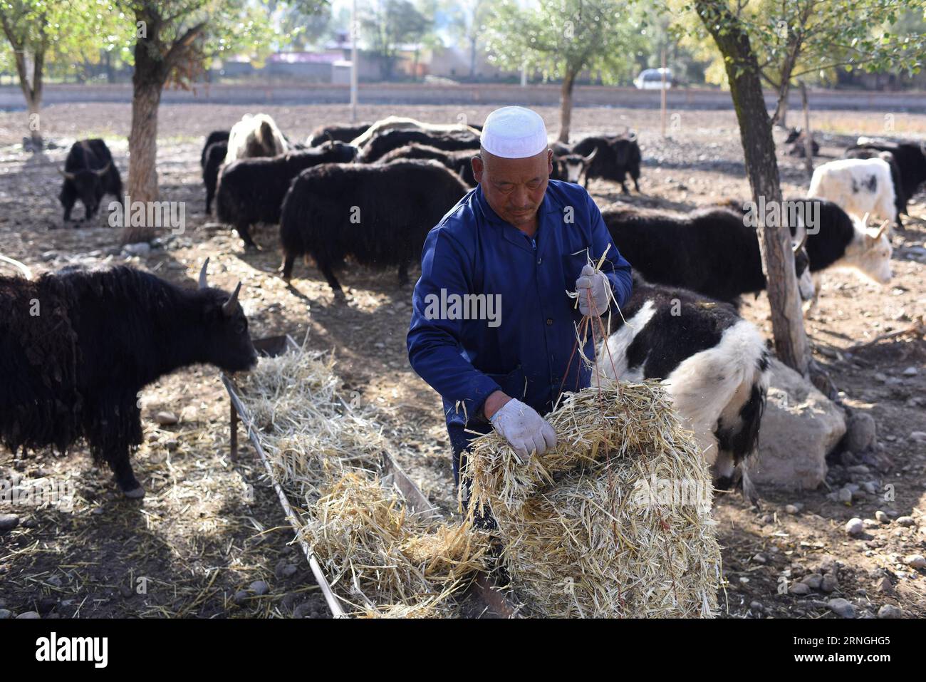 (160930) -- QILIAN, Sept. 30, 2016 -- Zhao Xuewen settles feedstuffs at a livestock-breeding cooperative in Gezidong Village of Zhamashi Township, Qilian County, northwest China s Qinghai Province, Sept. 28, 2016. Our life will get better and better , the 50-year-old Zhao Xuewen said while looking at his sheep on the hillside in Gezidong. His situation was not so good only a few years ago. In 2012, Zhao suffered a fracture to his leg as he repaired his house. Unfortunately, his wife had three operations in the same year. The successive misfortunes subjected the man of the Hui ethnic group a he Stock Photo