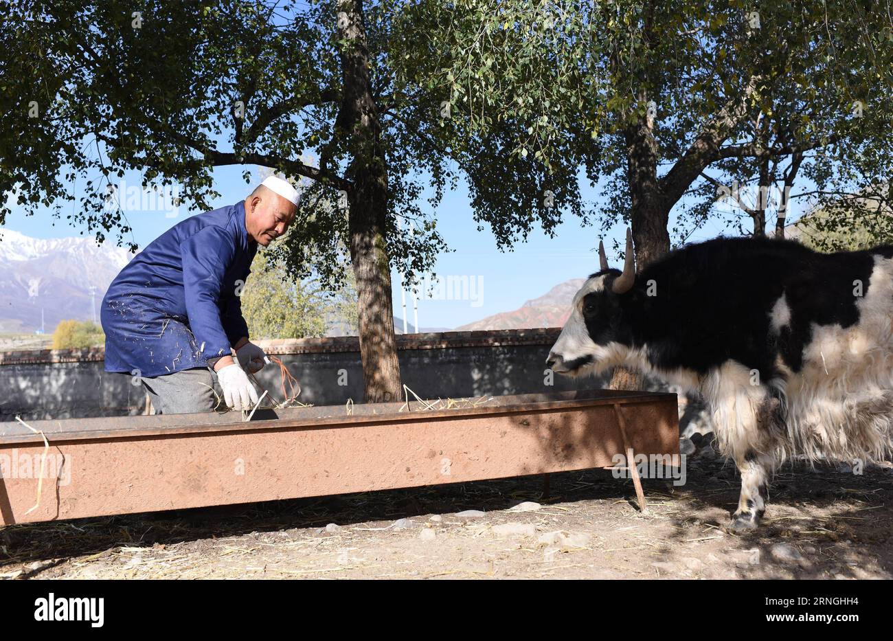 (160930) -- QILIAN, Sept. 30, 2016 -- Zhao Xuewen feeds the cattle at a livestock-breeding cooperative in Gezidong Village of Zhamashi Township, Qilian County, northwest China s Qinghai Province, Sept. 28, 2016. Our life will get better and better , the 50-year-old Zhao Xuewen said while looking at his sheep on the hillside in Gezidong. His situation was not so good only a few years ago. In 2012, Zhao suffered a fracture to his leg as he repaired his house. Unfortunately, his wife had three operations in the same year. The successive misfortunes subjected the man of the Hui ethnic group a heav Stock Photo