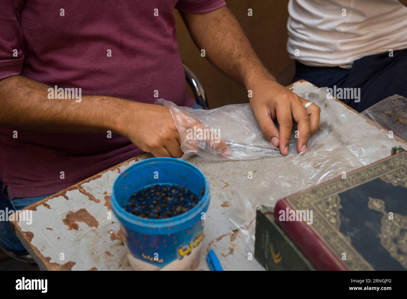 Kairo - Ägypter mit Gesundheitsproblemen lassen sich mit Bienen behandeln GIZA, Ibrahim gets the bee from a plastic bag during the apitherapy, or bee-sting therapy, in Giza Governorate, Sept. 30, 2016. Al-Sayeh and her younger brother Ibrahim treated patients free of charge with the stings of live bees, a practice known as apitherapy, in Giza Governorate. Though denounced by many researchers for lacking sound medical evidences, apitherapy, which can date back to ancient Egypt, is a form of alternative treatment that has spread in recent decades to many countries to cure muscle problems, kidney Stock Photo