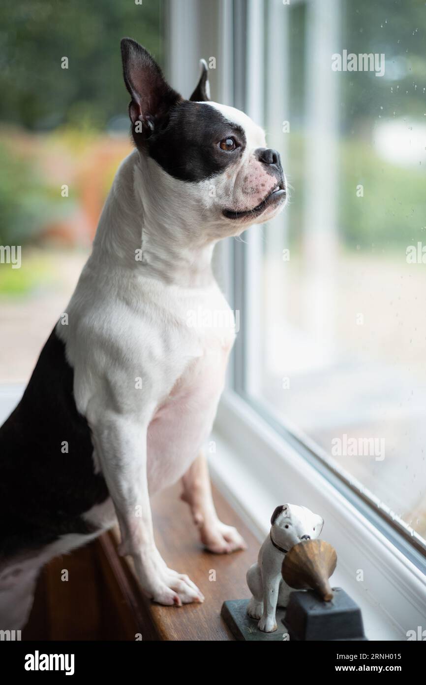 Boston Terrier looking out of a window. Her paws are on the windowsill