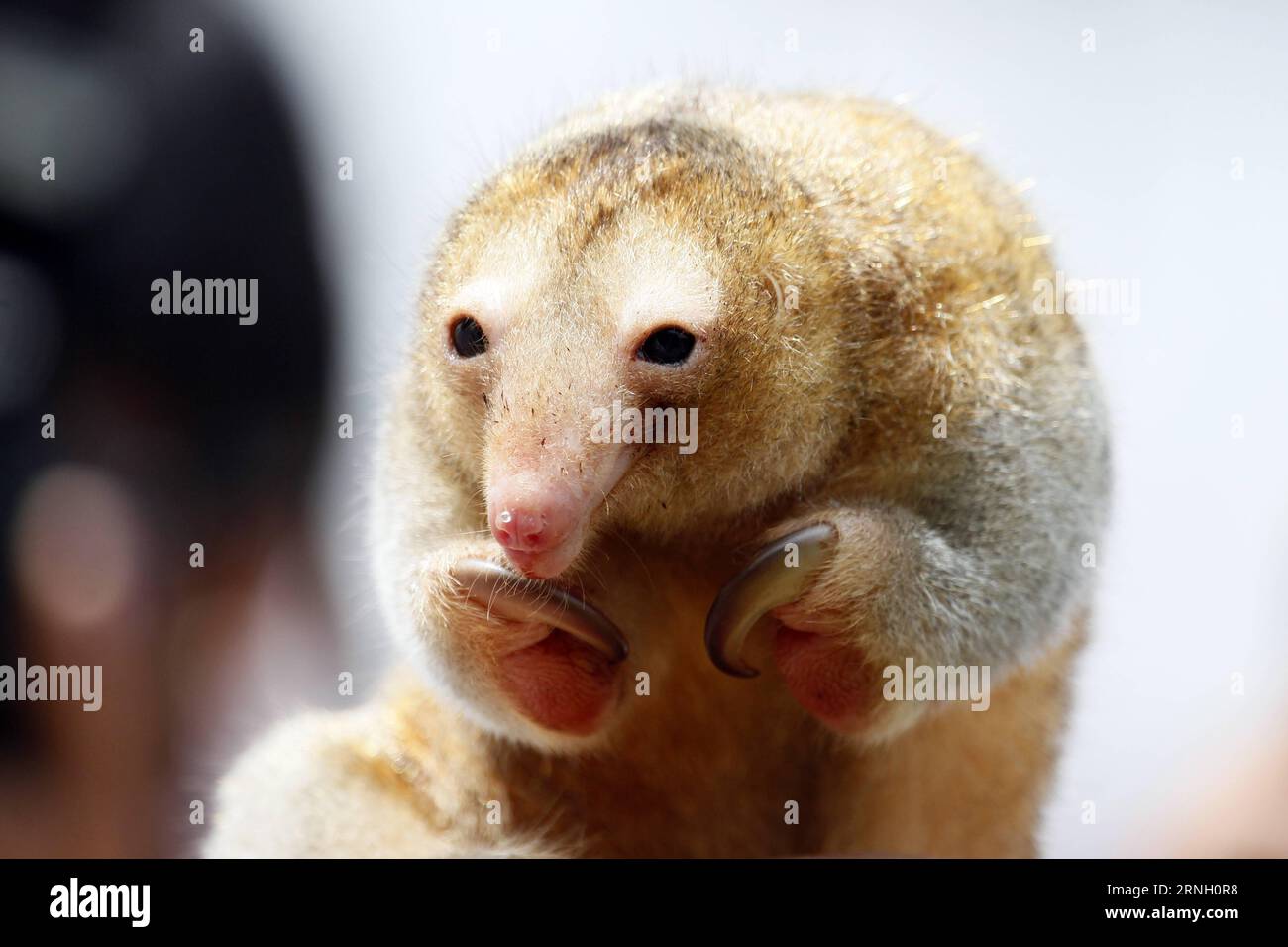 Ameisenbären im Zoo von Lima, Peru (161020) -- LIMA, Oct. 19, 2016 -- Photo taken on Oct. 19, 2016 shows a silky anteater at the Huachipa Zoo in Lima, Peru. The zoo presented three anteater species on Wednesday. Luis Camacho) (da) (fnc)(zcc) PERU-LIMA-ENVIRONMENT-FAUNA e LuisxCamacho PUBLICATIONxNOTxINxCHN   Anteaters in Zoo from Lima Peru  Lima OCT 19 2016 Photo Taken ON OCT 19 2016 Shows a Silky anteater AT The huachipa Zoo in Lima Peru The Zoo presented Three anteater Species ON Wednesday Luis Camacho there FNC ZCC Peru Lima Environment Fauna e LuisxCamacho PUBLICATIONxNOTxINxCHN Stock Photo