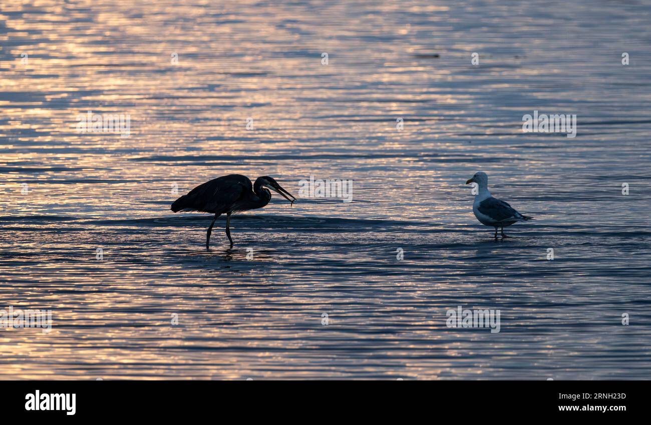 A great blue heron (Ardea herodias) and a glaucous-winged gull (Larus glaucescens) at Island View Beach in Central Saanich, British Columbia, Canada. Stock Photo