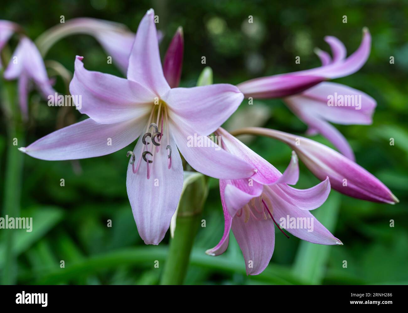 LIght purple lily flowers in Finnerty Gardens at the University of Victoria  in British Columbia, Canada Stock Photo - Alamy, image size:1300x997