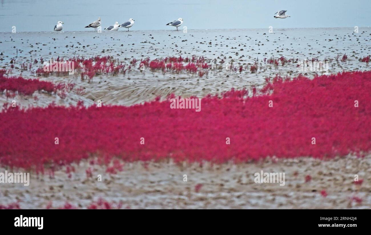 (161024) -- LINGHAI, Oct. 24, 2016 -- Seagulls are seen on the red beach in Zhangjiacun village of Dayou Township, Linghai City, northeast China s Liaoning Province, Oct. 24, 2016. The red beach is covered by the suaeda salsa. ) (zhs) CHINA-LIAONING-RED BEACH (CN) YangxQing PUBLICATIONxNOTxINxCHN   161024 Linghai OCT 24 2016 seagulls are Lakes ON The Red Beach in Zhangjiacun Village of Dayou Township Linghai City Northeast China S Liaoning Province OCT 24 2016 The Red Beach IS Covered by The Suaeda Salsa zhs China Liaoning Red Beach CN YangxQing PUBLICATIONxNOTxINxCHN Stock Photo