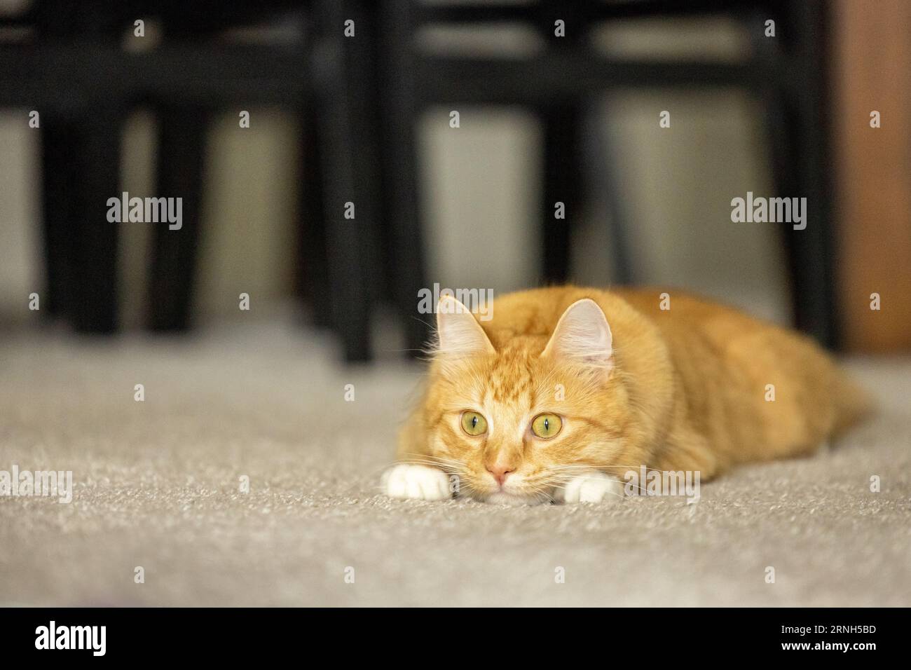 A long-haired orange tabby cat lying on the carpet in a home. Stock Photo