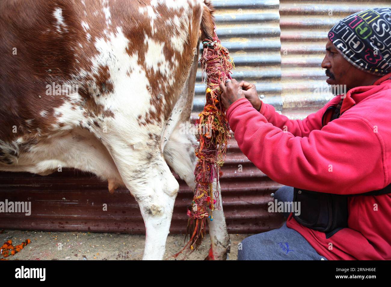 Cow Thread A Hindu devotee ties sacred threads on the tail of a cow during the ...