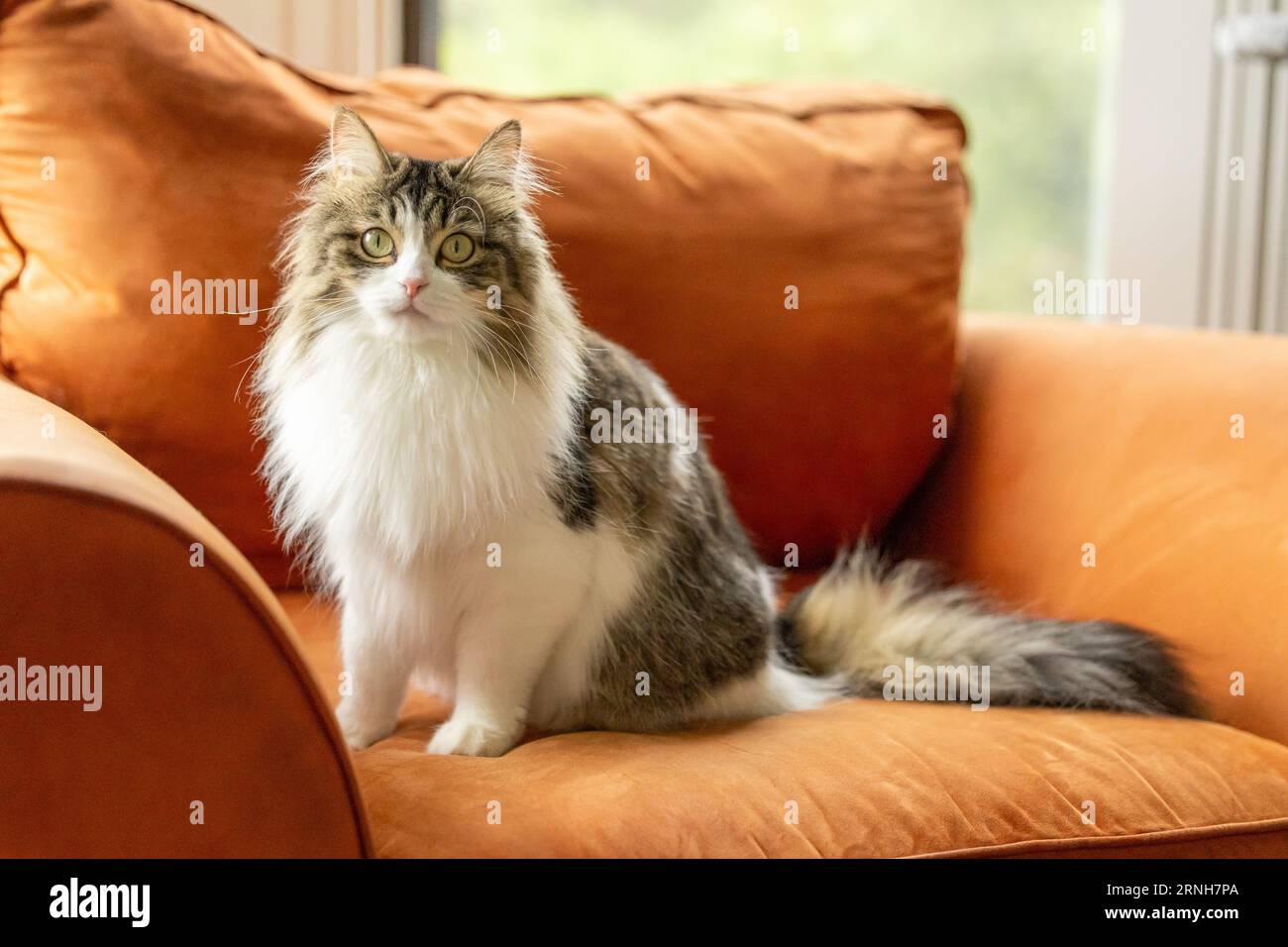 A longhaired tabby cat sits on an orange armchair Stock Photo