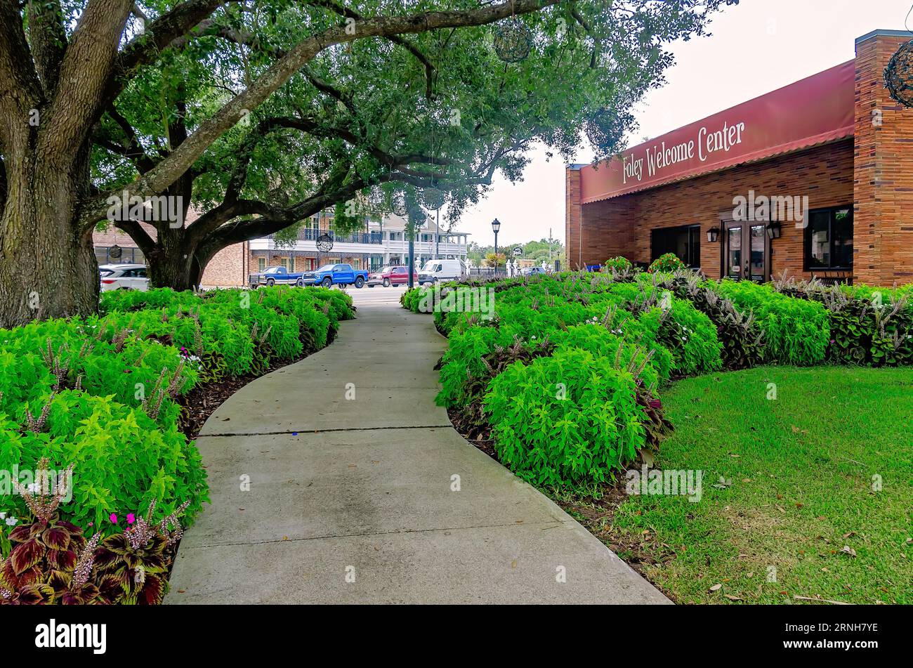 Coleus (Coleus scutellarioides) is planted in front of the Foley Welcome Center, Aug. 19, 2023, in Foley, Alabama. Stock Photo