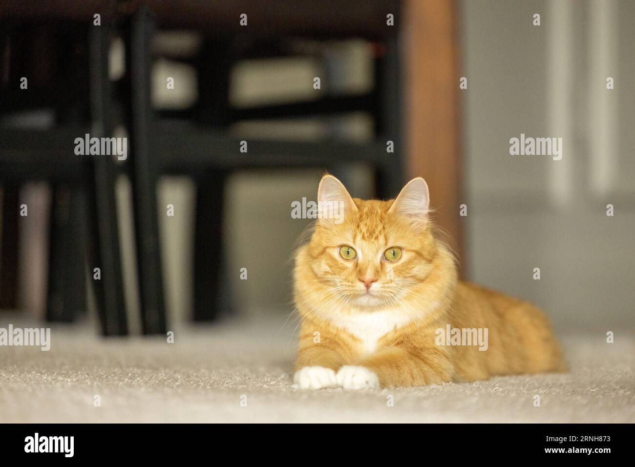 An orange tabby cat looking at the camera Stock Photo