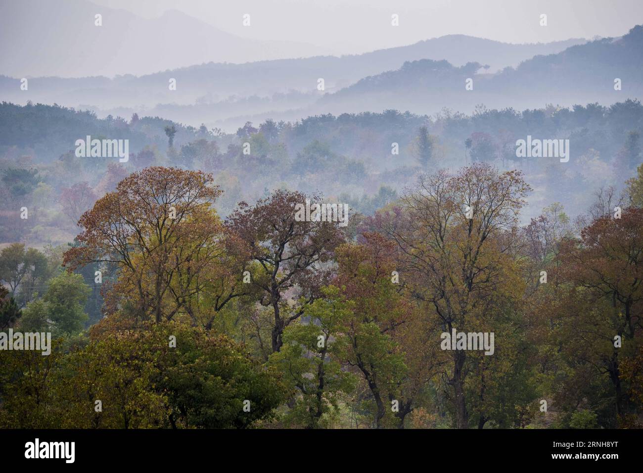 (161103) -- DAWU, Nov. 2, 2016 -- Photo taken on Nov. 2, 2016 shows Chinese tallow trees in Beishan Village of Dawu County, central China s Hubei Province. Chinese tallow tree, known as Sapium sebiferum scientifically, is a good material for furniture, and its resin and seeds can produce oil for industrial use. ) (wf) CHINA-HUBEI-CHINESE TALLOW TREE (CN) DuxHuaju PUBLICATIONxNOTxINxCHN   Dawu Nov 2 2016 Photo Taken ON Nov 2 2016 Shows Chinese tallow Trees in Beishan Village of Dawu County Central China S Hubei Province Chinese tallow Tree known As Sapium sebiferum scientifically IS a Good Mate Stock Photo