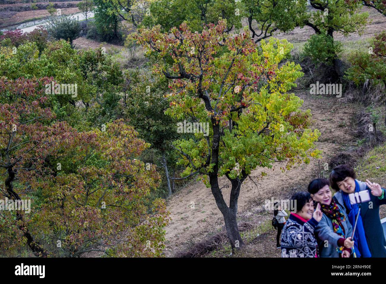 (161103) -- DAWU, Nov. 2, 2016 -- Tourists take photos in front of Chinese tallow trees in Beishan Village of Dawu County, central China s Hubei Province, Nov. 2, 2016. Chinese tallow tree, known as Sapium sebiferum scientifically, is a good material for furniture, and its resin and seeds can produce oil for industrial use.) (wf) CHINA-HUBEI-CHINESE TALLOW TREE (CN) DuxHuaju PUBLICATIONxNOTxINxCHN   Dawu Nov 2 2016 tourists Take Photos in Front of Chinese tallow Trees in Beishan Village of Dawu County Central China S Hubei Province Nov 2 2016 Chinese tallow Tree known As Sapium sebiferum scien Stock Photo