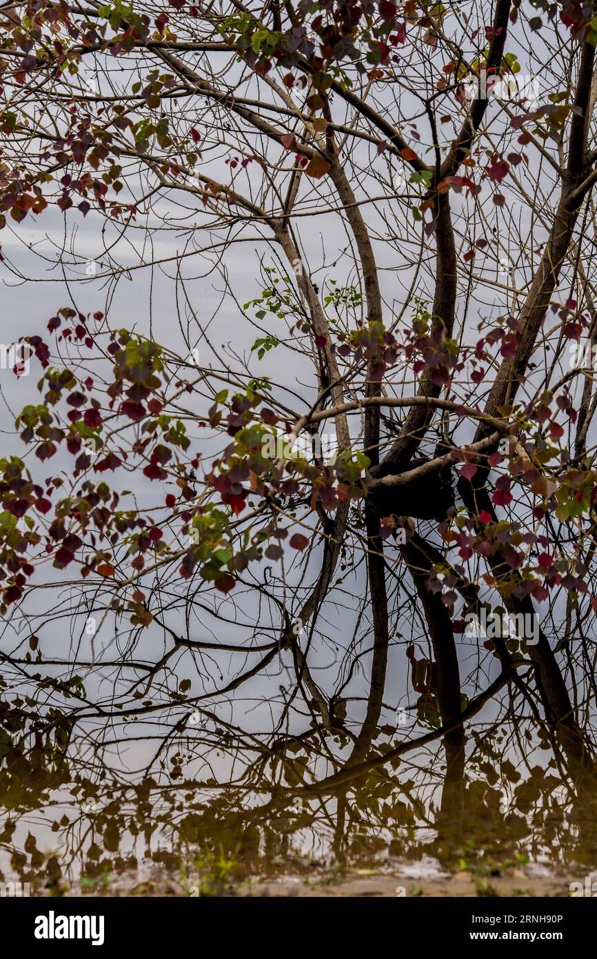 (161103) -- DAWU, Nov. 2, 2016 -- Photo taken on Nov. 2, 2016 shows Chinese tallow trees in a lake in Luotian Village of Dawu County, central China s Hubei Province. Chinese tallow tree, known as Sapium sebiferum scientifically, is a good material for furniture, and its resin and seeds can produce oil for industrial use. ) (wf) CHINA-HUBEI-CHINESE TALLOW TREE (CN) DuxHuaju PUBLICATIONxNOTxINxCHN   Dawu Nov 2 2016 Photo Taken ON Nov 2 2016 Shows Chinese tallow Trees in a Lake in Luotian Village of Dawu County Central China S Hubei Province Chinese tallow Tree known As Sapium sebiferum scientifi Stock Photo