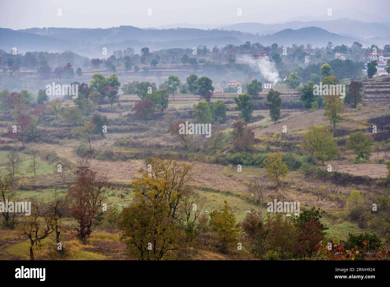 (161103) -- DAWU, Nov. 2, 2016 -- Photo taken on Nov. 2, 2016 shows the woods of Chinese tallow trees in Beishan Village of Dawu County, central China s Hubei Province. Chinese tallow tree, known as Sapium sebiferum scientifically, is a good material for furniture, and its resin and seeds can produce oil for industrial use. ) (wf) CHINA-HUBEI-CHINESE TALLOW TREE (CN) DuxHuaju PUBLICATIONxNOTxINxCHN   Dawu Nov 2 2016 Photo Taken ON Nov 2 2016 Shows The Woods of Chinese tallow Trees in Beishan Village of Dawu County Central China S Hubei Province Chinese tallow Tree known As Sapium sebiferum sci Stock Photo