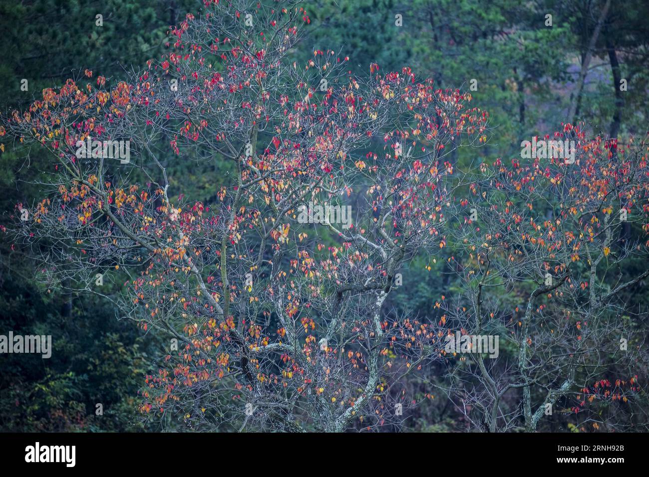 (161103) -- DAWU, Nov. 2, 2016 -- Photo taken on Nov. 2, 2016 shows a Chinese tallow tree in Beishan Village of Dawu County, central China s Hubei Province. Chinese tallow tree, known as Sapium sebiferum scientifically, is a good material for furniture, and its resin and seeds can produce oil for industrial use. ) (wf) CHINA-HUBEI-CHINESE TALLOW TREE (CN) DuxHuaju PUBLICATIONxNOTxINxCHN   Dawu Nov 2 2016 Photo Taken ON Nov 2 2016 Shows a Chinese tallow Tree in Beishan Village of Dawu County Central China S Hubei Province Chinese tallow Tree known As Sapium sebiferum scientifically IS a Good Ma Stock Photo