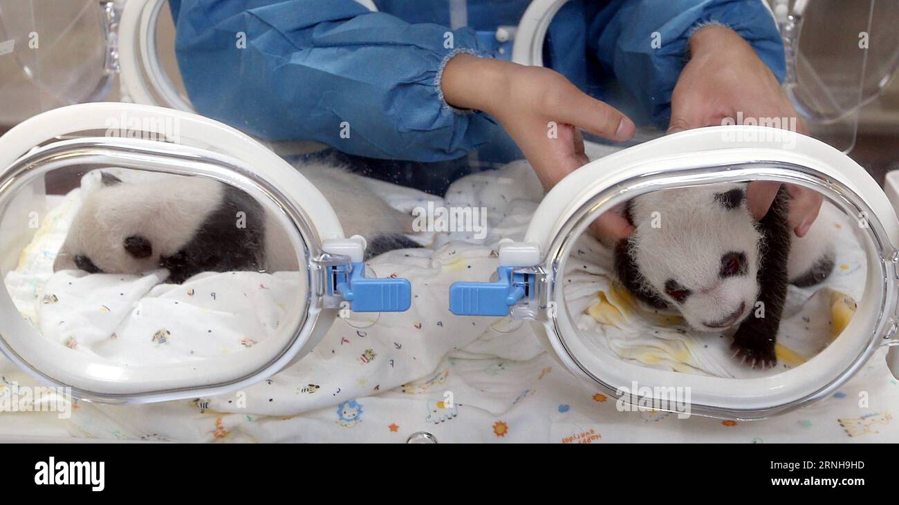 (161104) SHANGHAI, Nov. 4, 2016 A staff member takes care of a