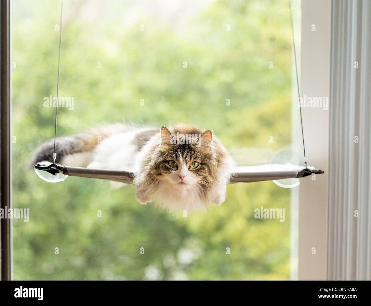 A longhaired cat draped on a window perch Stock Photo