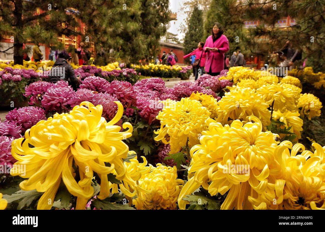 (161106) -- BEIJING, Nov. 6, 2016 -- Tourists view chrysanthemum flowers at Beihai park in Beijing, capital of China, Nov. 6, 2016. )(wyo) CHINA-BEIJING-CHRYSANTHEMUM (CN) LixXin PUBLICATIONxNOTxINxCHN   Beijing Nov 6 2016 tourists View Chrysanthemum Flowers AT Beihai Park in Beijing Capital of China Nov 6 2016 wyo China Beijing Chrysanthemum CN LixXin PUBLICATIONxNOTxINxCHN Stock Photo