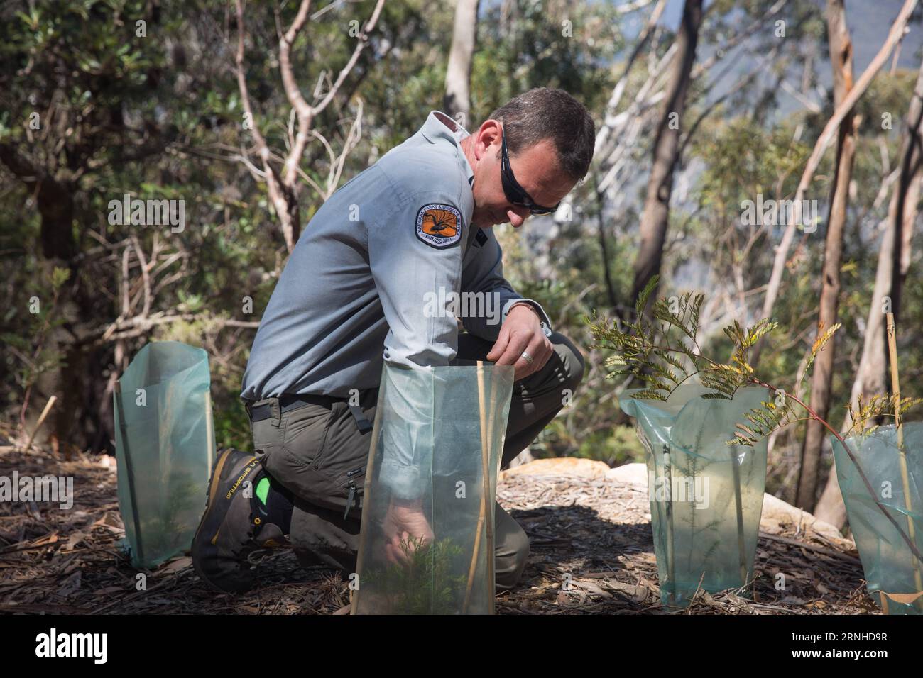 (161111) -- SYDNEY, Nov. 11, 2016 -- Park ranger Jamie Salijevic checks plants in the Blue Mountains National Park in New South Wales state, Australia, Oct. 25, 2016. Four percent of Australia s continent is protected for conservation, encompassed within just over 500 national parks, or some 28 million hectares of land. Most national parks are managed by Australia s state and territory governments -- states are responsible for land management under Australia s constitution -- though the Commonwealth Government looks after six national parks, the National Botanic Gardens and 58 individual marin Stock Photo