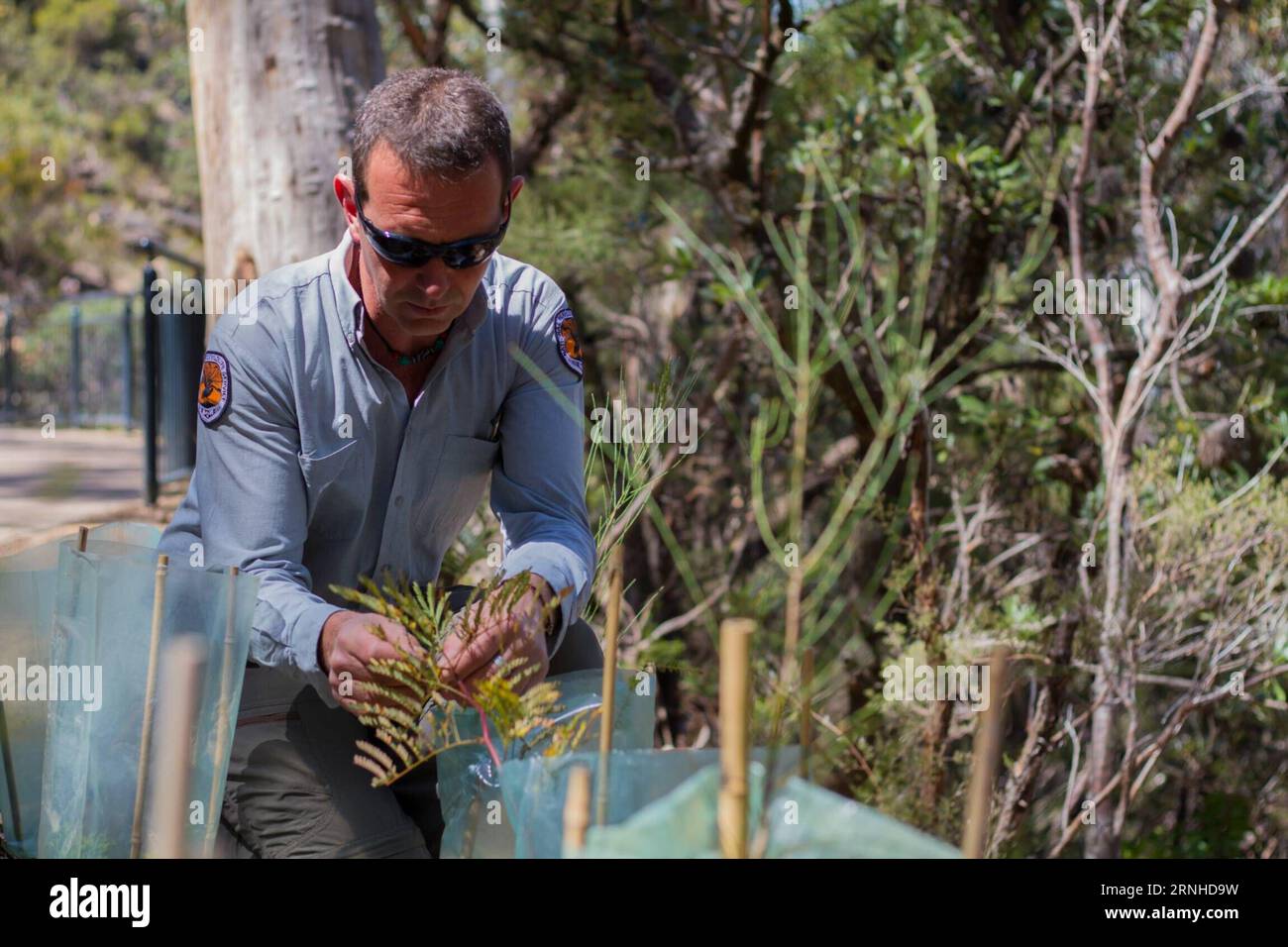 (161111) -- SYDNEY, Nov. 11, 2016 -- Park ranger Jamie Salijevic checks plants in the Blue Mountains National Park in New South Wales state, Australia, Oct. 25, 2016. Four percent of Australia s continent is protected for conservation, encompassed within just over 500 national parks, or some 28 million hectares of land. Most national parks are managed by Australia s state and territory governments -- states are responsible for land management under Australia s constitution -- though the Commonwealth Government looks after six national parks, the National Botanic Gardens and 58 individual marin Stock Photo