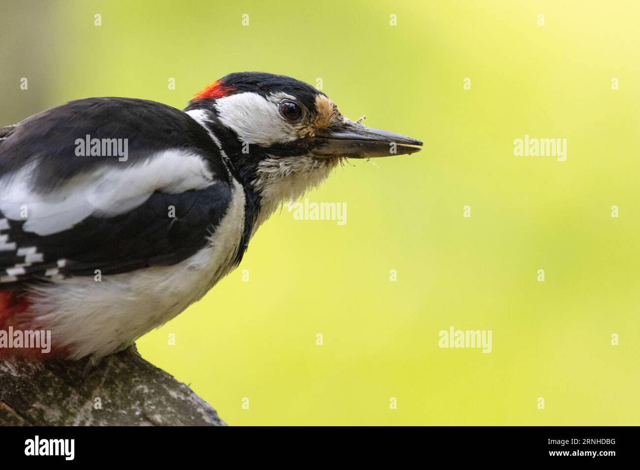 A woodpecker in Helsinki, Finland Stock Photo