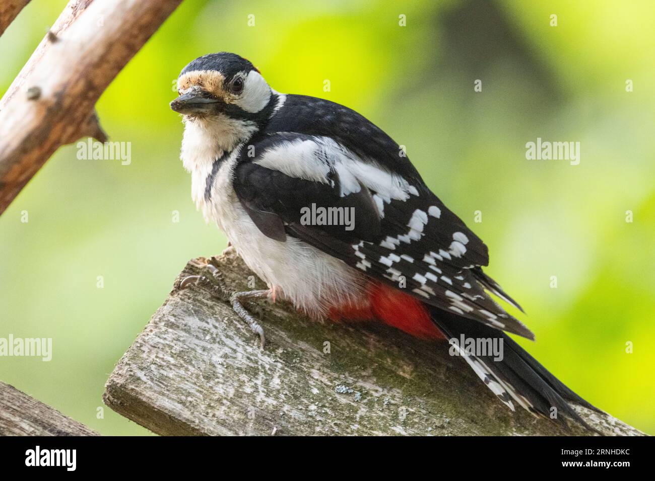 A woodpecker in Helsinki, Finland Stock Photo