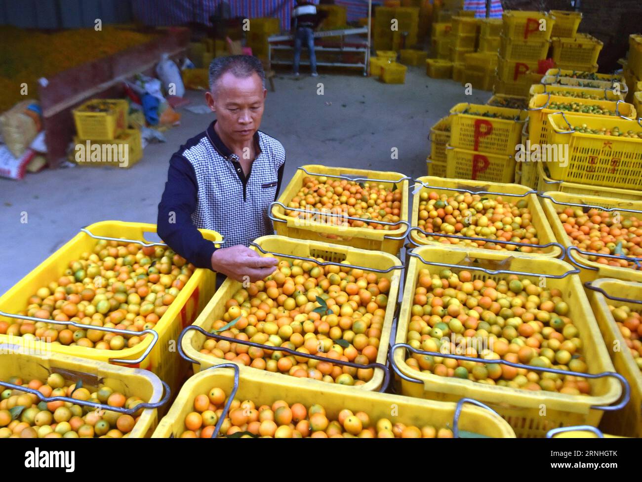 (161118) -- RONGAN, Nov. 18, 2016 -- A farmer selects kumquat fruit in Rongan County, south China s Guangxi Zhuang Automonous Region, Nov. 18, 2016. Kumquat gardens in Rongan entered the harvest season. ) (wx) CHINA-GUANGXI-RONGAN-KUMQUAT-HARVEST (CN) HuangxXiaobang PUBLICATIONxNOTxINxCHN   Rongan Nov 18 2016 a Farmer selects Kumquat Fruit in Rongan County South China S Guangxi Zhuang  Region Nov 18 2016 Kumquat Gardens in Rongan entered The Harvest Season wx China Guangxi Rongan Kumquat Harvest CN HuangxXiaobang PUBLICATIONxNOTxINxCHN Stock Photo